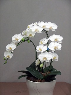 胡蝶蘭ミディー白
