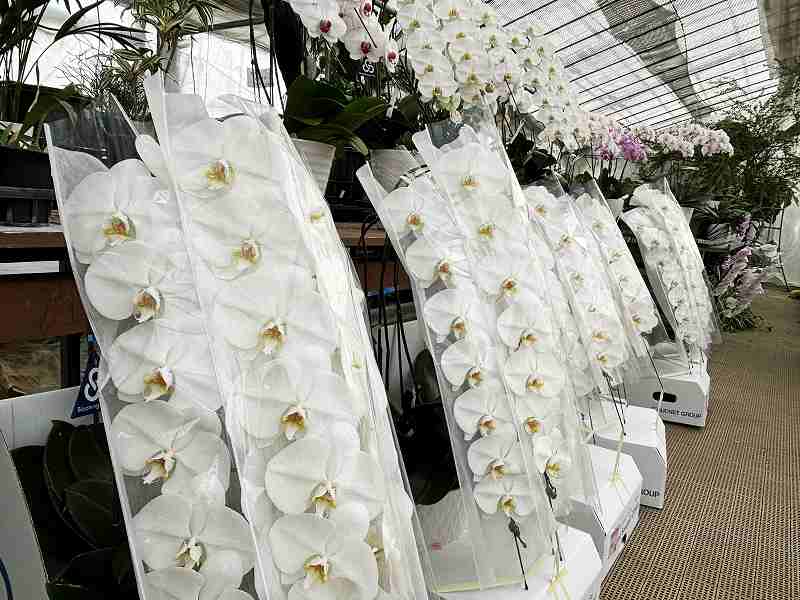 画像の説明 画像の説明