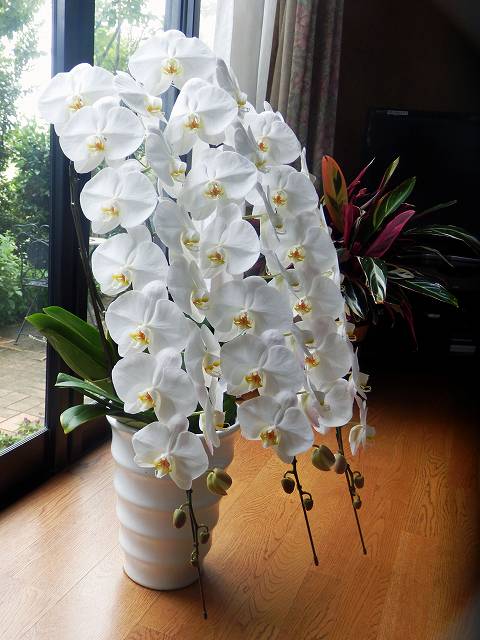 画像の説明 画像の説明