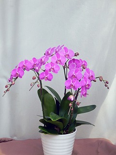 ミディーピンク