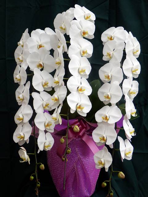 画像の説明 画像の説明