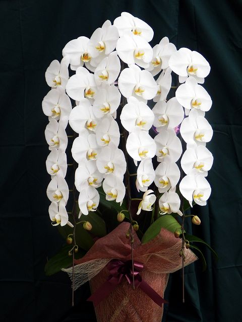 画像の説明 画像の説明