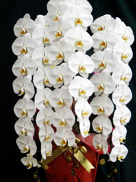 画像の説明 画像の説明