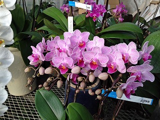 2017-03-25 07 2017-03-25 07