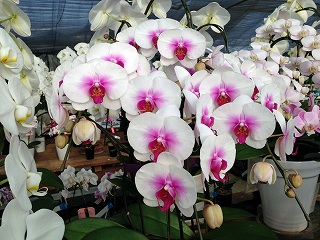 2017-03-25 07 2017-03-25 07